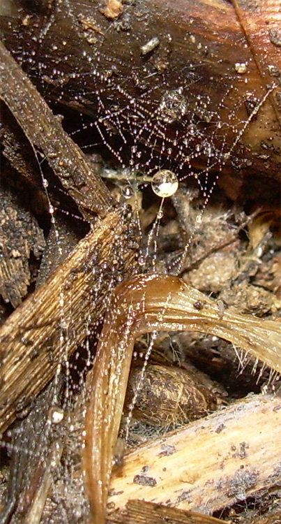 Tela di perle